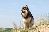 CHIEN FINNOIS DE LAPONIE 540